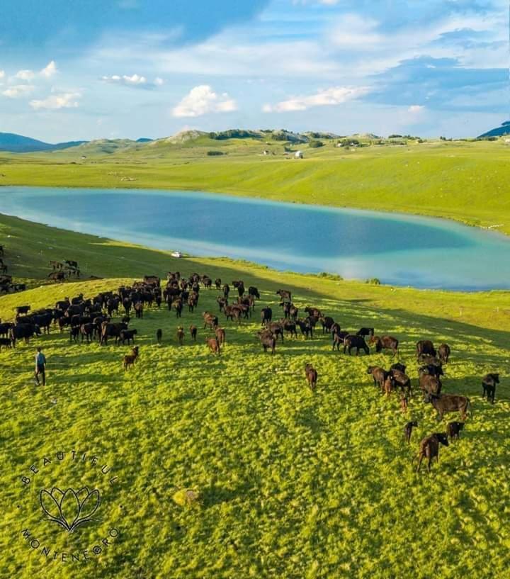 Planinska Kuca Villa Žabljak Dış mekan fotoğraf